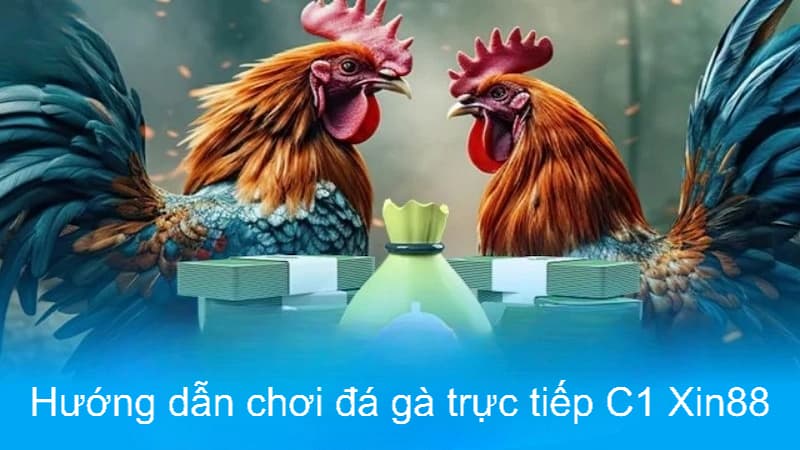 Đăng ký tài khoản chơi đá gà trực tiếp C1 Xin88