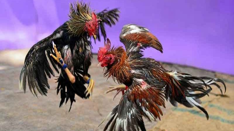 Tìm hiểu kỹ về chiến kê trước trận đấu