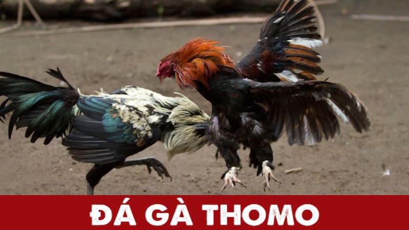 Đá gà truyền thống: Cách tổ chức và luật chơi